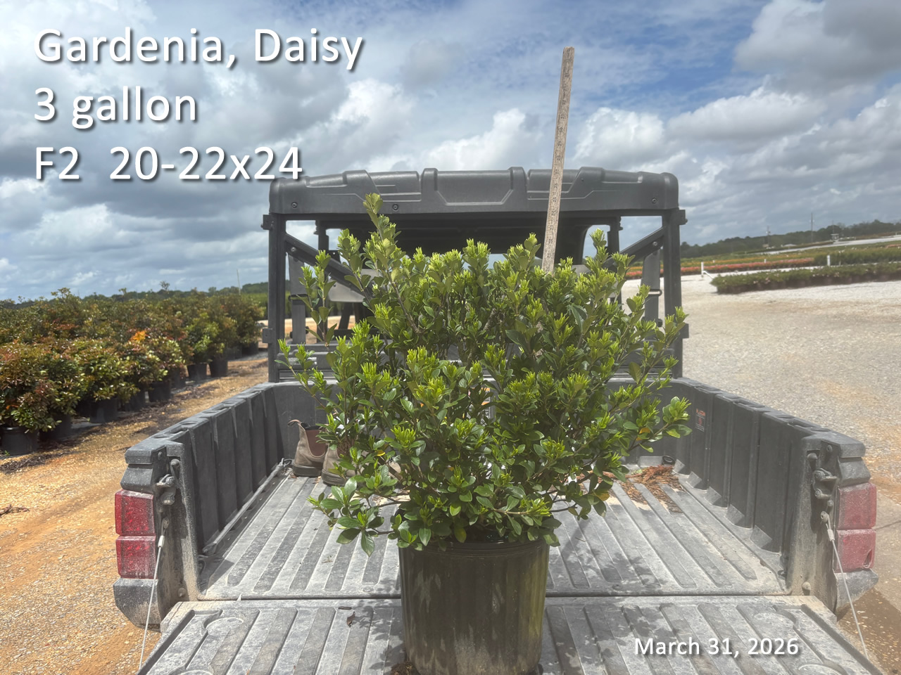 gallery/gdai3 f2 mar31.jpg